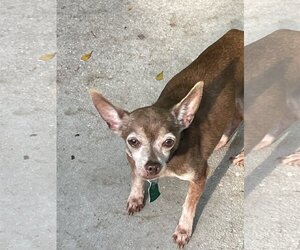 Chihuahua-Unknown Mix Dogs for adoption in Fort Myers, FL, USA