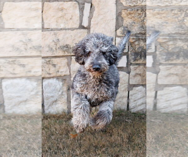 Medium Photo #14 Aussiedoodle Puppy For Sale in McKinney, TX, USA