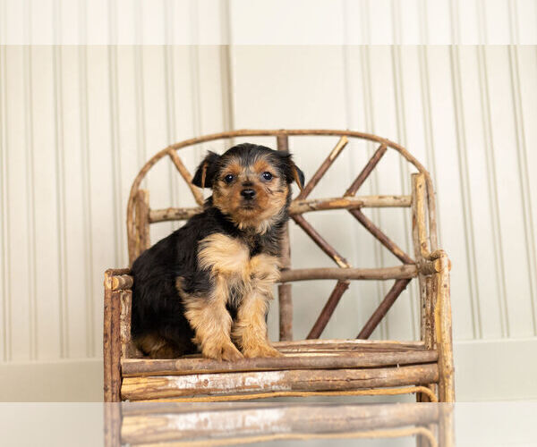 Medium Photo #2 YorkiePoo Puppy For Sale in WARSAW, IN, USA