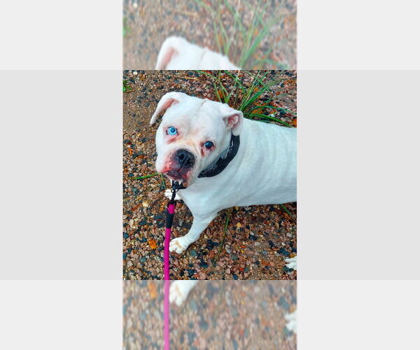 Medium Photo #1 Boxer Puppy For Sale in Austin, TX, USA