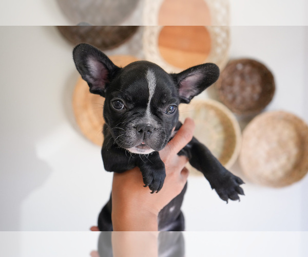 Medium Photo #4 French Bulldog Puppy For Sale in MORENO VALLEY, CA, USA
