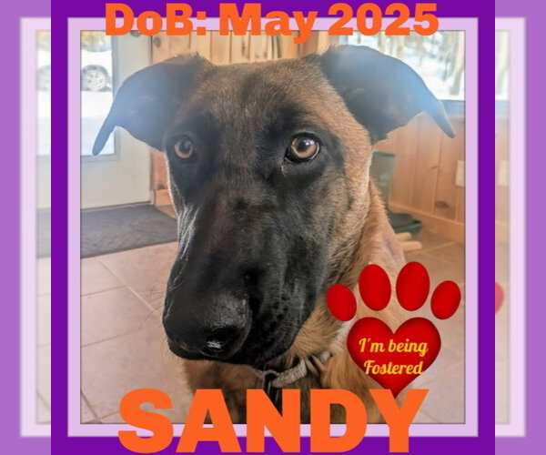 Medium Photo #12 German Shepherd Dog-Unknown Mix Puppy For Sale in Sebec, ME, USA