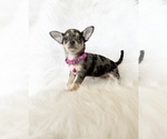 Small #1 Chihuahua