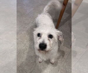 Chip - Male Maltese-Unknown Mix Dog for Adoption - Photo #2
