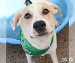 Small #3 Labrador Retriever-Retriever  Mix