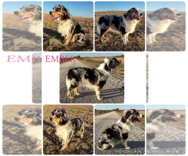 Medium Photo #1 Australian Shepherd Puppy For Sale in BOUTON, IA, USA