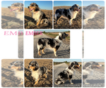 Small Photo #1 Australian Shepherd Puppy For Sale in BOUTON, IA, USA