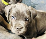 Puppy Stetson Cane Corso
