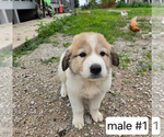 Image preview for Ad Listing. Nickname: Great Pyrenees