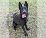 CORALINE - Female German Shepherd Dog Dog for Adoption - Small photo