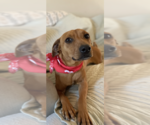 Small #3 Mutt