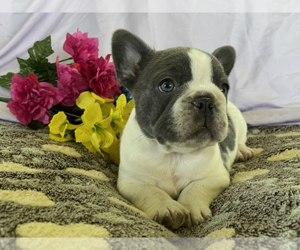Medium Photo #9 French Bulldog Puppy For Sale in SAINT CLAIR, MI, USA