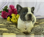 Small Photo #9 French Bulldog Puppy For Sale in SAINT CLAIR, MI, USA