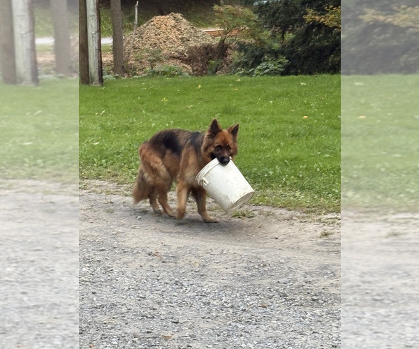 Medium Photo #51 German Shepherd Dog Puppy For Sale in LA FAYETTE, NY, USA