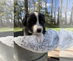 Small Photo #1 Australian Shepherd Puppy For Sale in GREENBUSH, MN, USA
