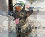 Small #7 German Shepherd Dog Mix