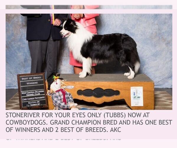 Medium Photo #111 Border Collie Puppy For Sale in MOSIER, OR, USA