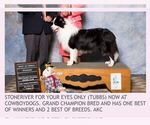 Small Photo #111 Border Collie Puppy For Sale in MOSIER, OR, USA