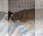 Small Photo #1 Bulldog Puppy For Sale in FLINT, MI, USA