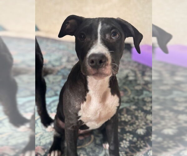 Medium Photo #12 American Pit Bull Terrier-Labrador Retriever Mix Puppy For Sale in Brewster, NY, USA
