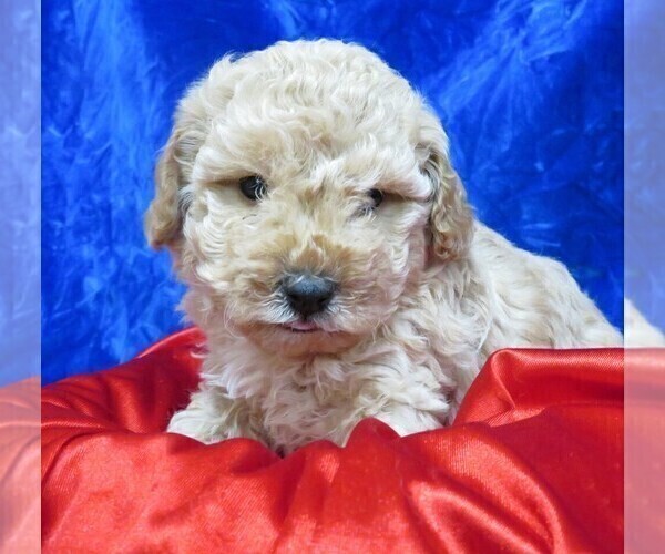 Medium Photo #16 Poodle (Miniature) Puppy For Sale in NORWOOD, MO, USA