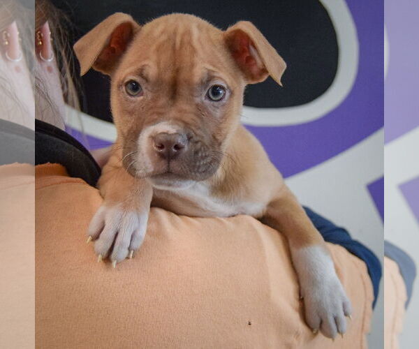 Medium Photo #7 American Staffordshire Terrier-Boxer Mix Puppy For Sale in Huntley, IL, USA