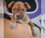 Small #6 American Staffordshire Terrier-Boxer Mix