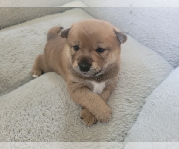Medium Photo #1 Shiba Inu Puppy For Sale in CALUMET PARK, IL, USA