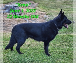 Father of the German Shepherd Dog puppies born on 12/14/2023