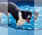 Small #3 Labrador Retriever Mix