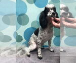 Small #12 Poodle (Miniature)