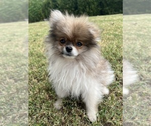 Pomeranian Puppy for Sale in SPRINGDALE, Arkansas USA