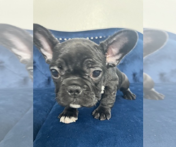 Medium Photo #37 French Bulldog Puppy For Sale in POINT REYES STATION, CA, USA