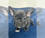 Small Photo #37 French Bulldog Puppy For Sale in POINT REYES STATION, CA, USA