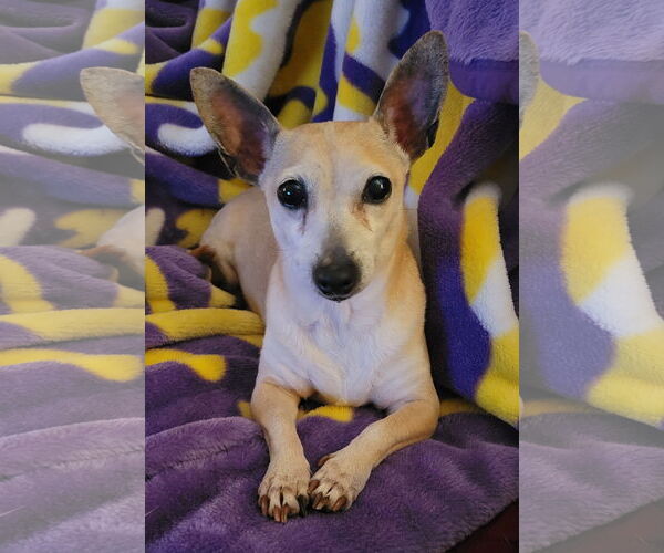 Medium Photo #5 Chihuahua Puppy For Sale in Rosenberg, TX, USA