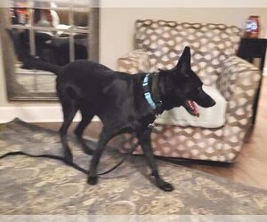 Colby - Male German Shepherd Dog Dog for Adoption - Photo #11