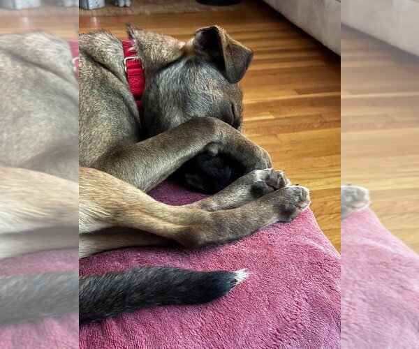 Medium Photo #18 Aussiedor Puppy For Sale in Oak Bluffs, MA, USA