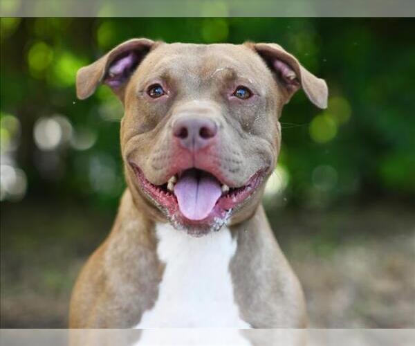 Medium Photo #1 American Bulldog-Unknown Mix Puppy For Sale in Tavares, FL, USA