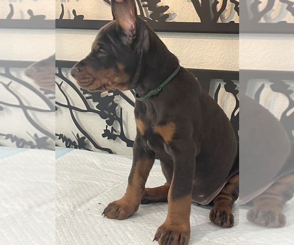 Medium Photo #24 Doberman Pinscher Puppy For Sale in COLORADO SPRINGS, CO, USA