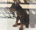 Small #3 Doberman Pinscher