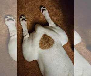 Maxwell (1yo,50lbs) - Male Boxer-Unknown Mix Dog for Adoption - Photo #7