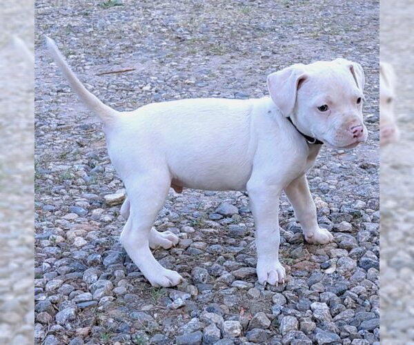 Medium Photo #5 Bulldog-Labrador Retriever Mix Puppy For Sale in Rutherfordton, NC, USA