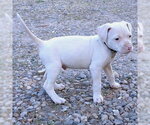 Small #4 Bulldog-Labrador Retriever Mix