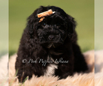 Small #3 Yorkipoo