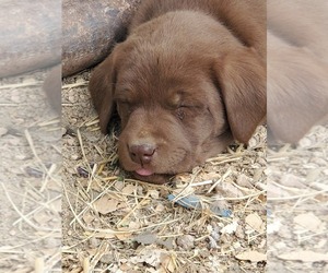 Labrador Retriever Puppy for sale in CO SPGS, CO, USA