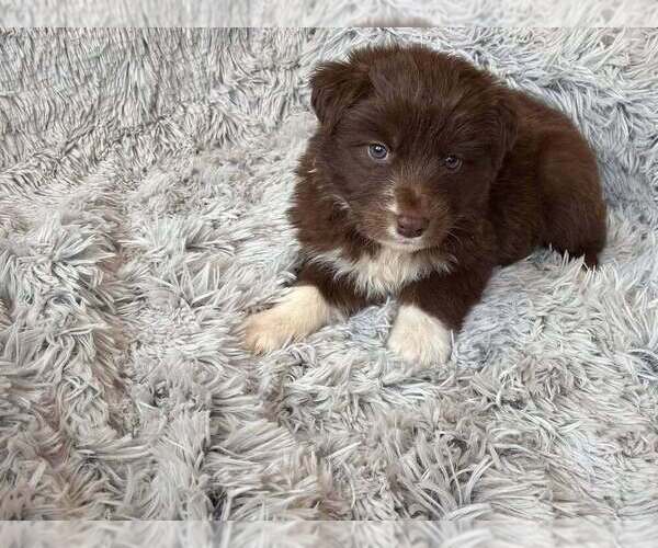 Medium Photo #3 Border Collie-Unknown Mix Puppy For Sale in New York, NY, USA