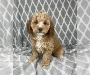 Cavapoo Puppy for sale in INDIANAPOLIS, IN, USA