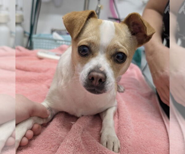 Medium Photo #1 Chihuahua-Unknown Mix Puppy For Sale in Chico, CA, USA