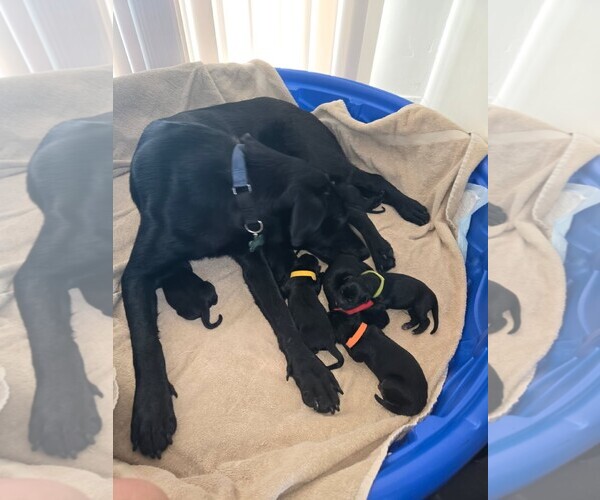 Medium Photo #5 Labrador Retriever-Unknown Mix Puppy For Sale in San Diego, CA, USA
