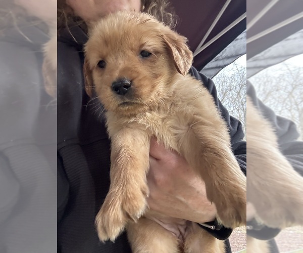 Medium Photo #1 Golden Retriever Puppy For Sale in NASHVILLE, TN, USA